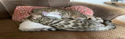 Bengal cats for stud: Handsome Bengal Boy Available for Stud in Nottingham - Advert 5
