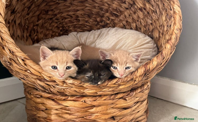 Mixed Breed cats - Advert 3