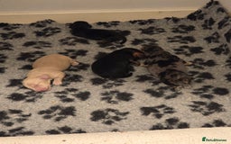 Miniature Dachshund dogs for sale: Long haired Miniature Dachshund - Advert 1