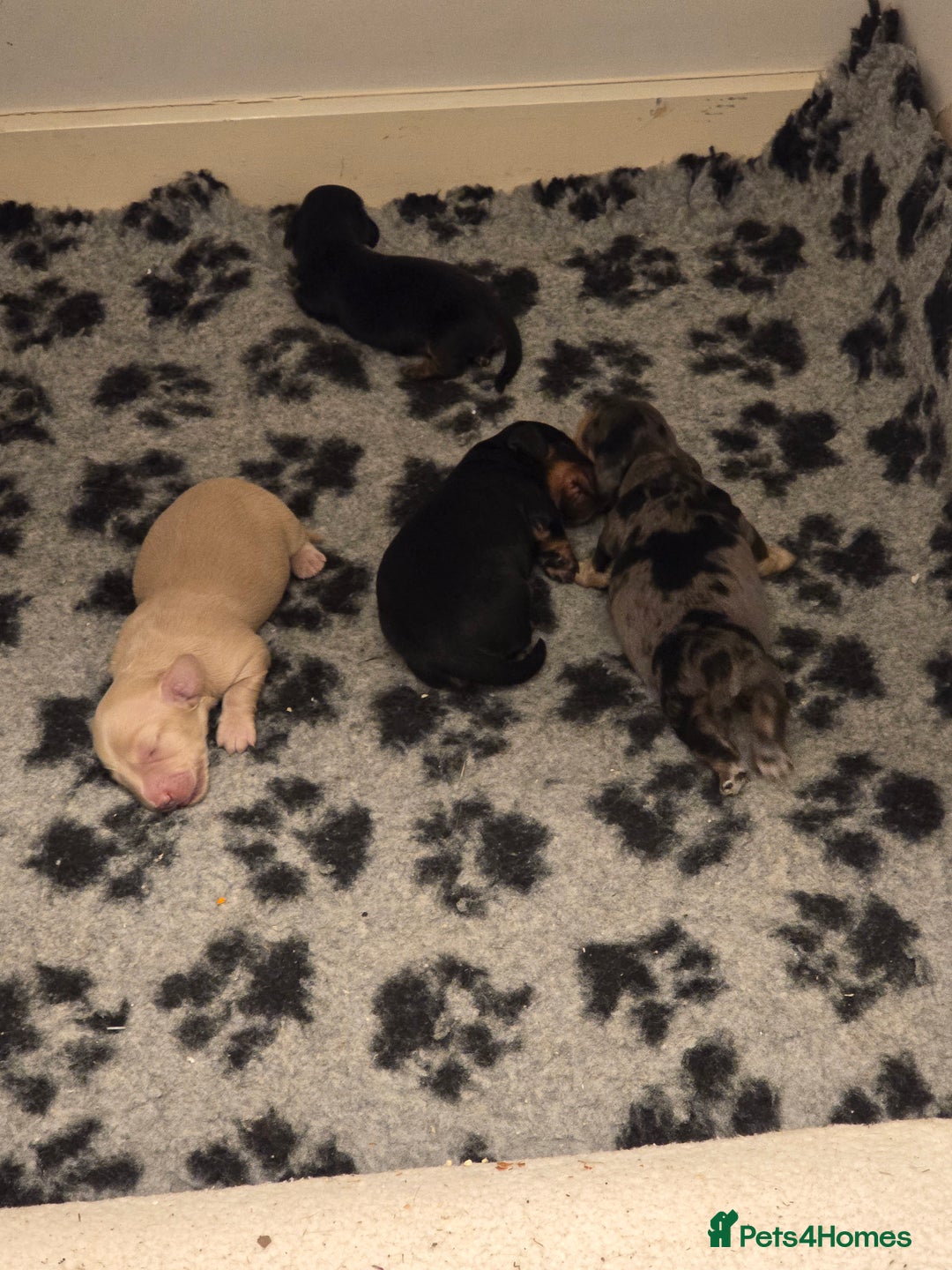 Miniature Dachshund dogs for sale: Long haired Miniature Dachshund - Advert 1