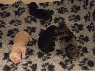 Miniature Dachshund dogs for sale: Long haired Miniature Dachshund - Advert 1