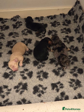 Miniature Dachshund dogs Long haired Miniature Dachshund - Advert 1