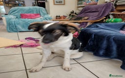 Mixed Breed dogs for adoption: Tilda  - Image 20