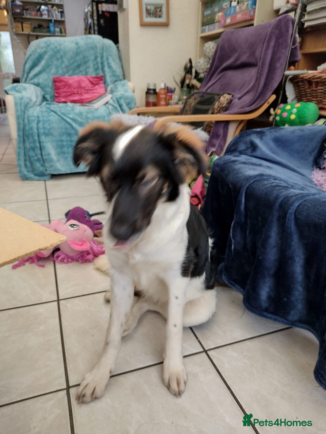 Mixed Breed dogs for adoption: Tilda  - Image 20