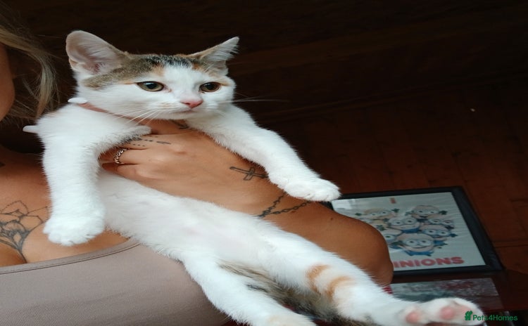 Mixed Breed cats - Advert 3