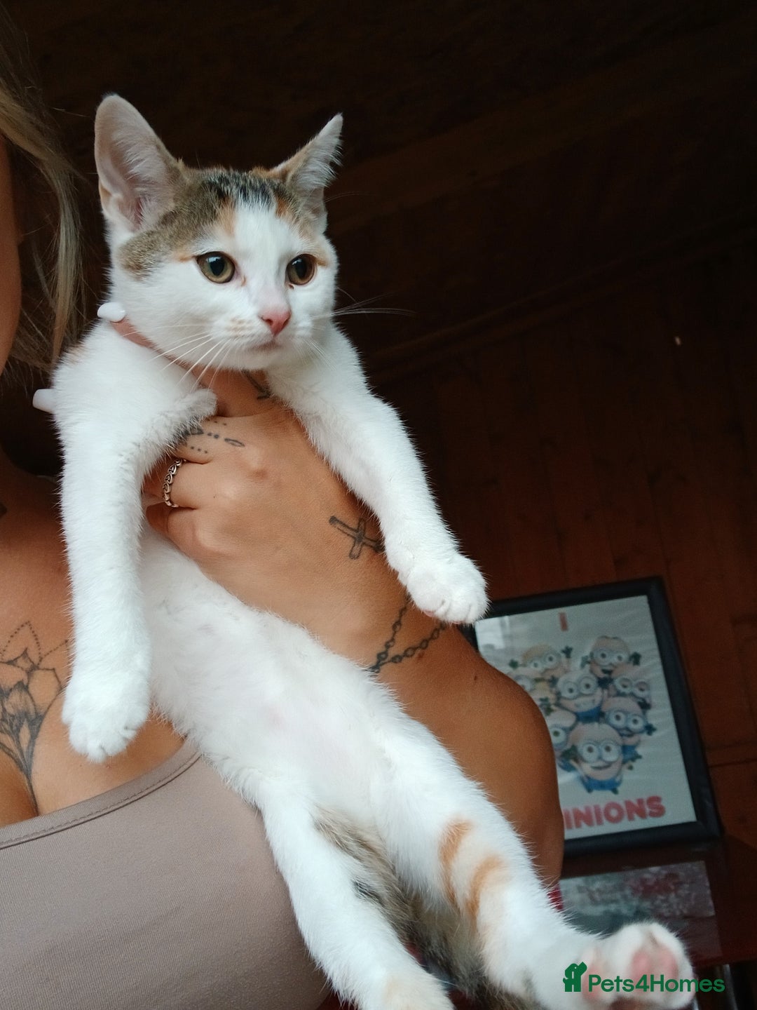 Mixed Breed cats for sale: 2 adorable girl 🥰 - Image 1