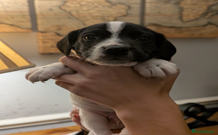 Mixed Breed dogs - Advert 1