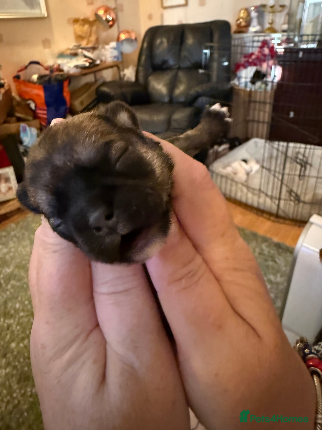 Shih Tzu dogs for sale: 3 shitzu puppies needing new forever homes - Advert 5