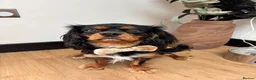 Cavalier King Charles Spaniel dogs for sale: Yafa to find his forever home x in Shoreham-by-Sea - Advert 6