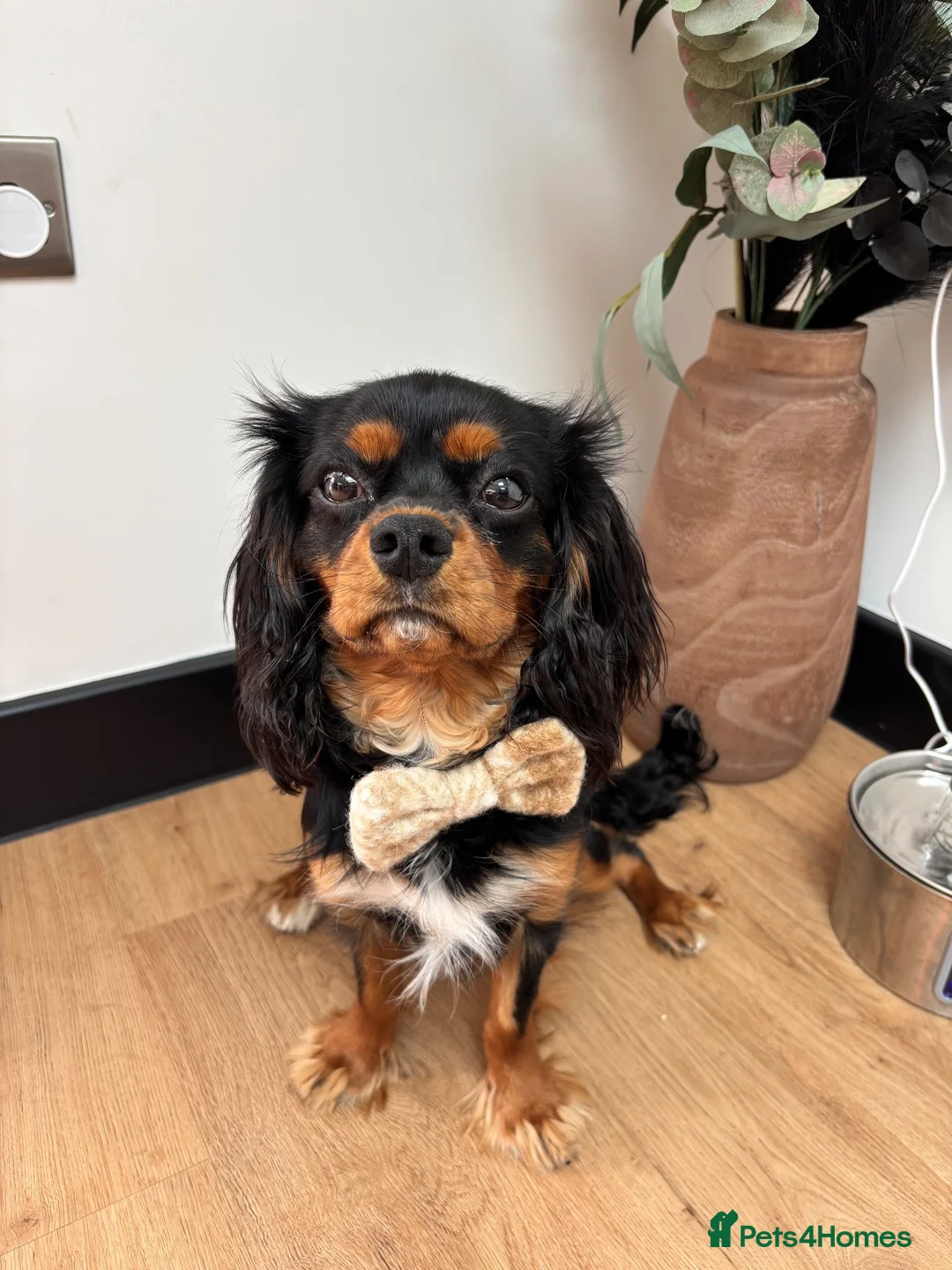 Cavalier King Charles Spaniel dogs for sale: Yafa to find his forever home x in Shoreham-by-Sea - Advert 6