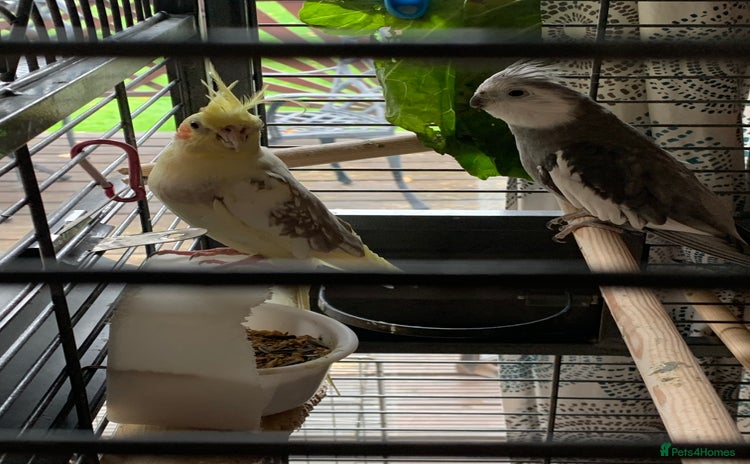 Cockatiels birds - Advert 1