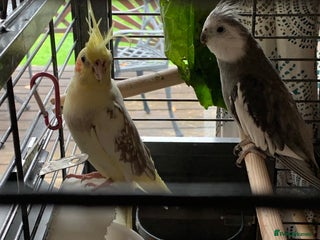 Cockatiels birds - Advert 10