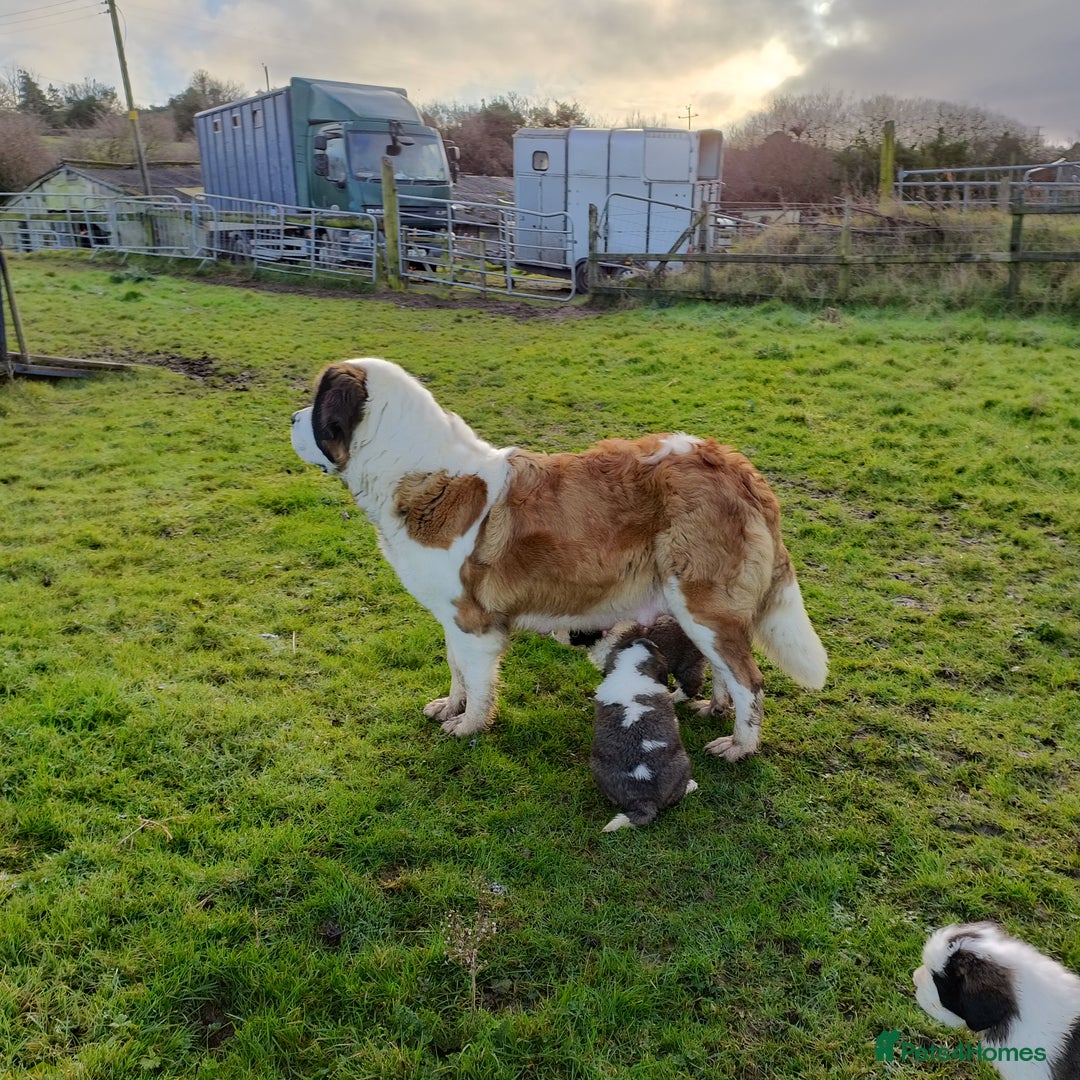 Saint Bernard dogs for sale: Exceptional litter of fabulous quality Saints  - Advert 13