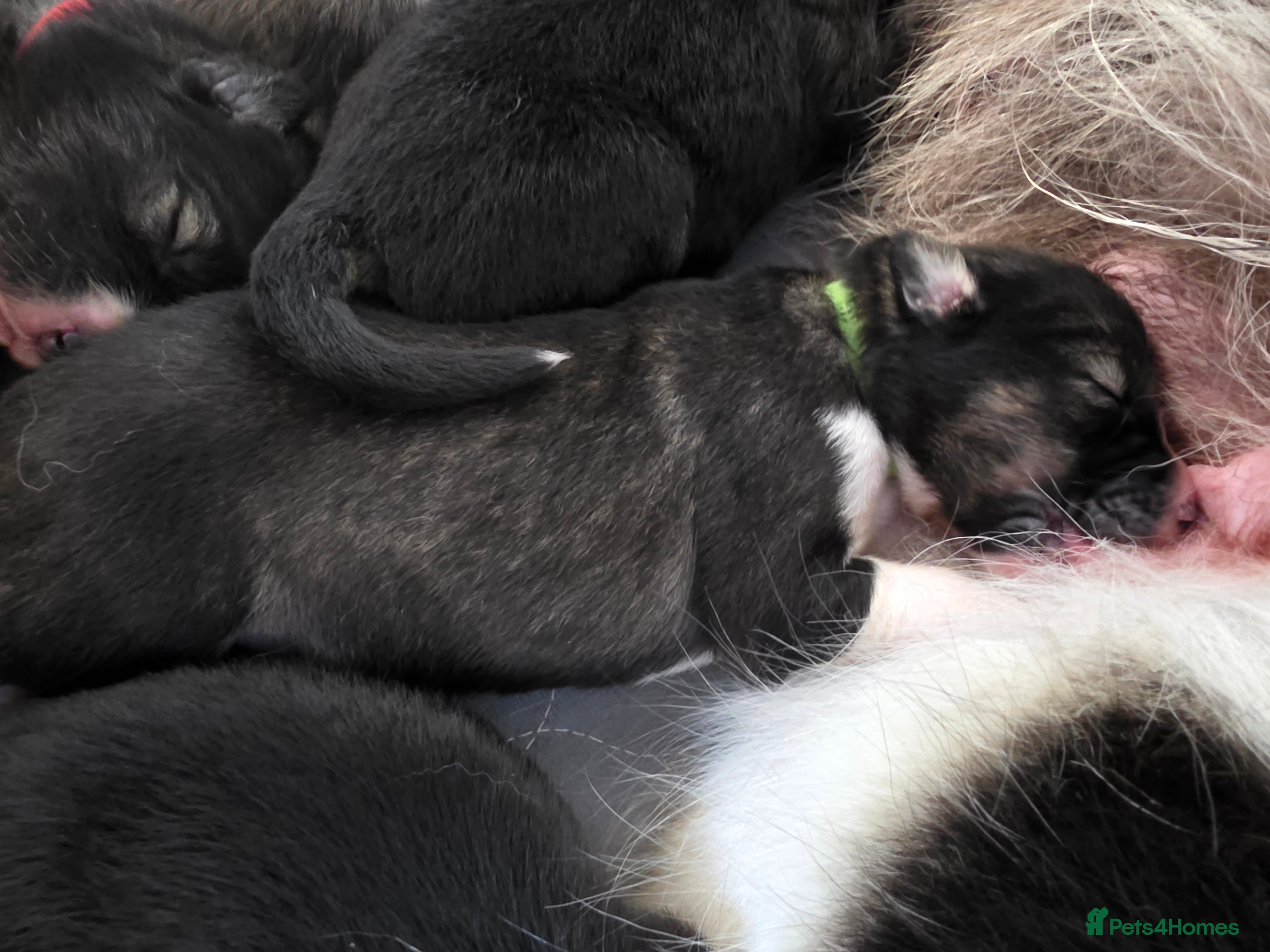 Siberian Husky dogs Yakutian Laika puppies  - Advert 2