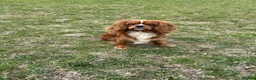 Cavalier King Charles Spaniel dogs for sale: Beautiful Cavalier King Charles Spaniel Puppies  - Advert 5