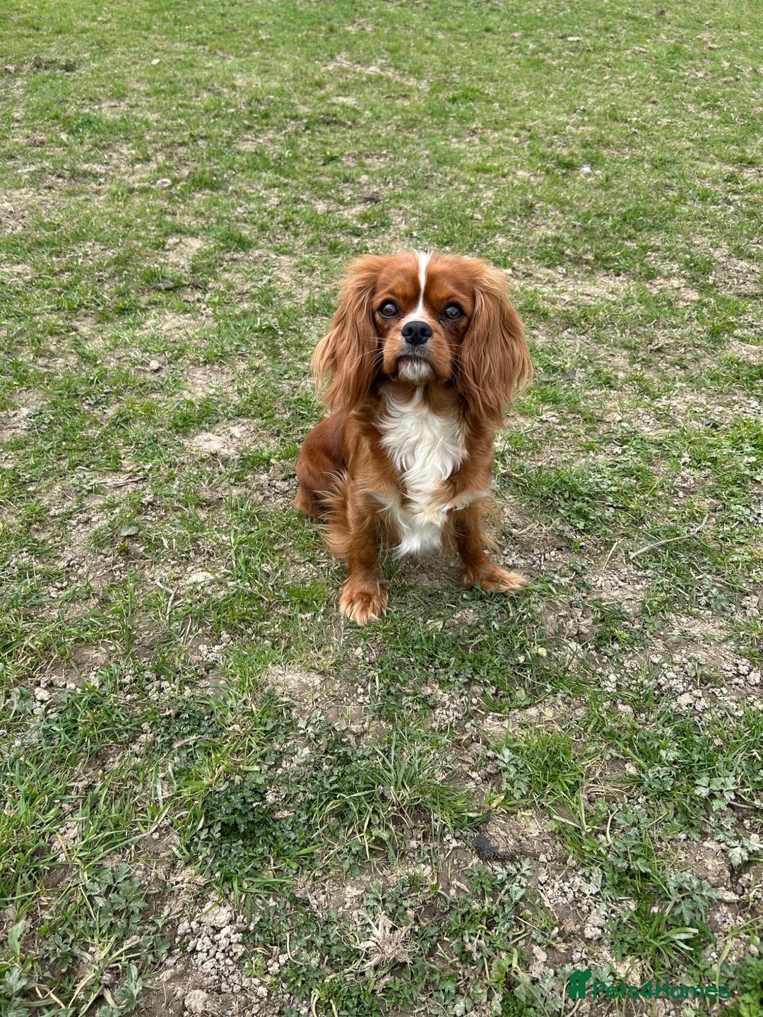 Cavalier King Charles Spaniel dogs for sale: Beautiful Cavalier King Charles Spaniel Puppies  - Advert 5