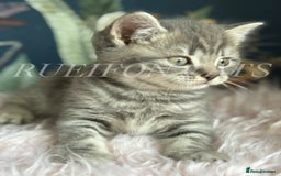 British Shorthair cats for sale: LAST British shorthair kitten GCCF registered - Image 12