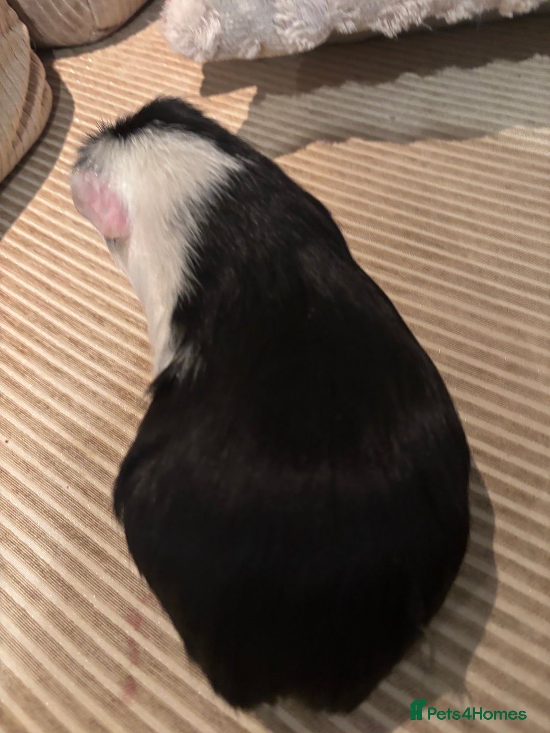Guinea Pig rodents for sale: 3 boars for sale - Image 11