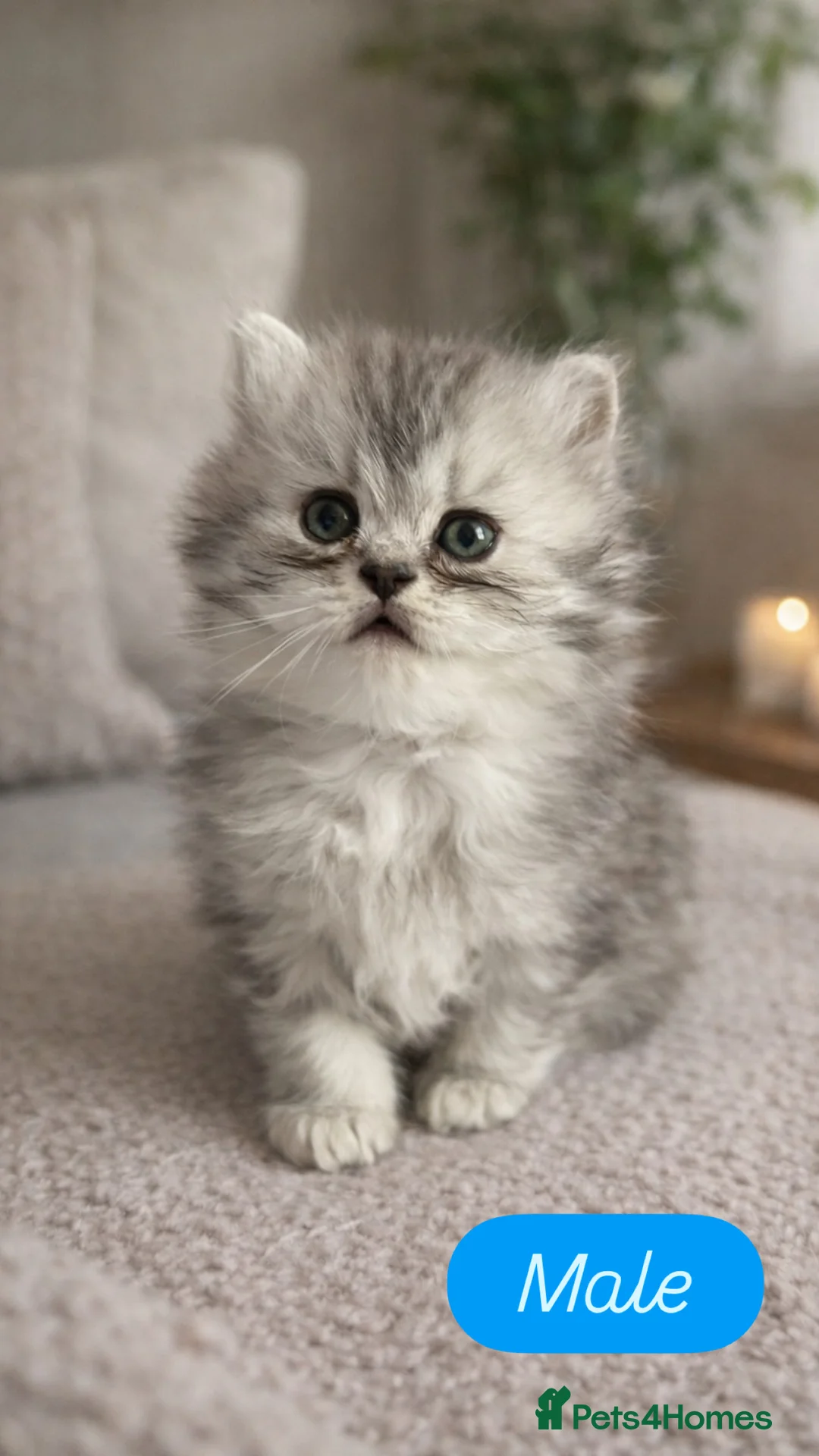 British Shorthair cats for sale: Stunning British Shorthair kittens - Advert 3