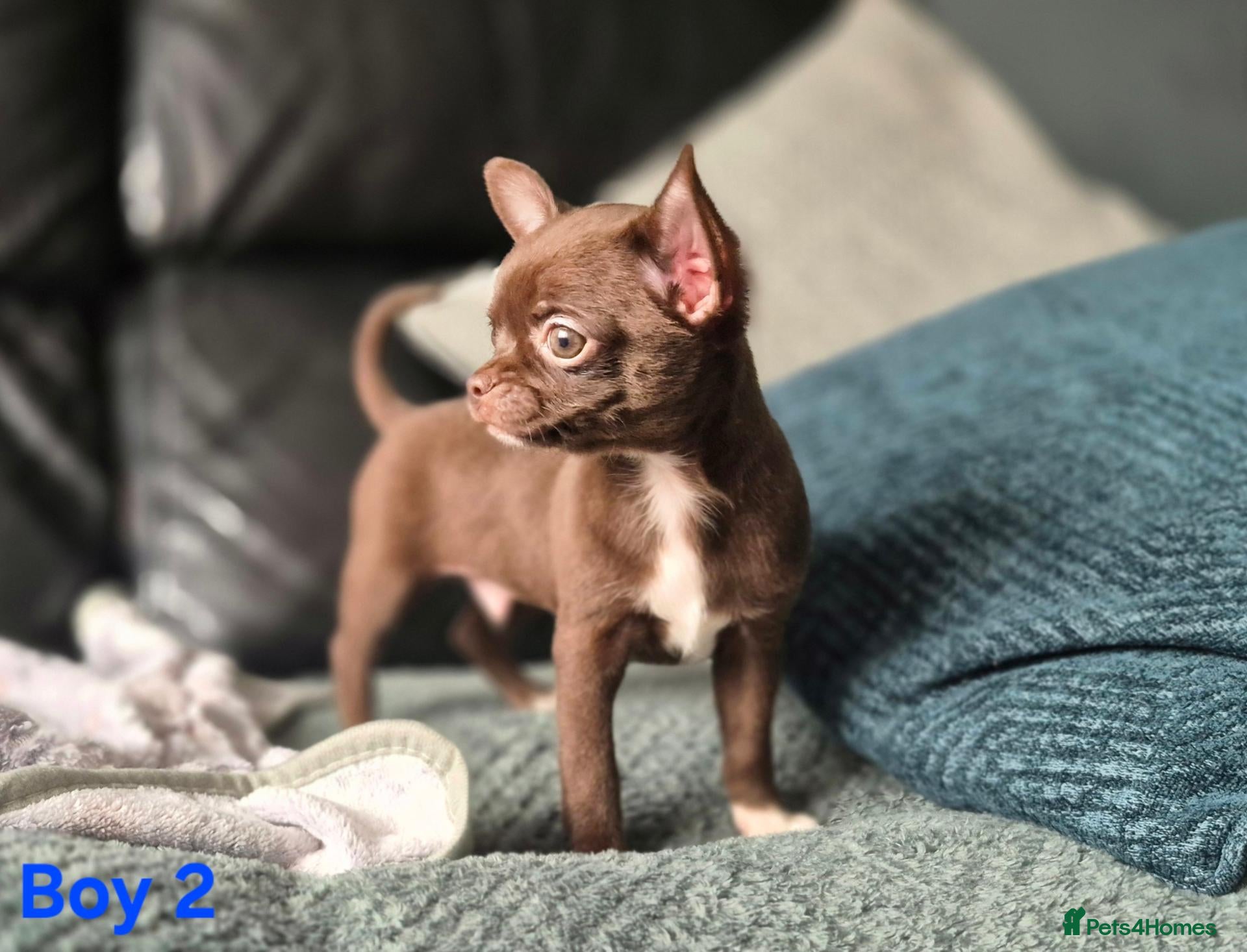 Chihuahua dogs for sale: ❤️Stunning Chocolate Chihuahua Puppies 🐾 - Advert 10