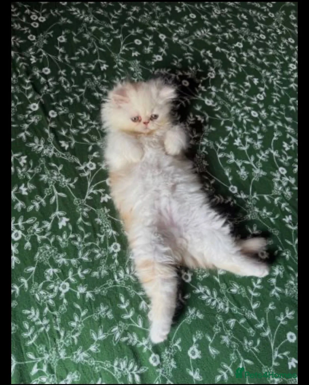 Persian cats for sale: Stunning Persian Kittens in Pinner - Advert 2
