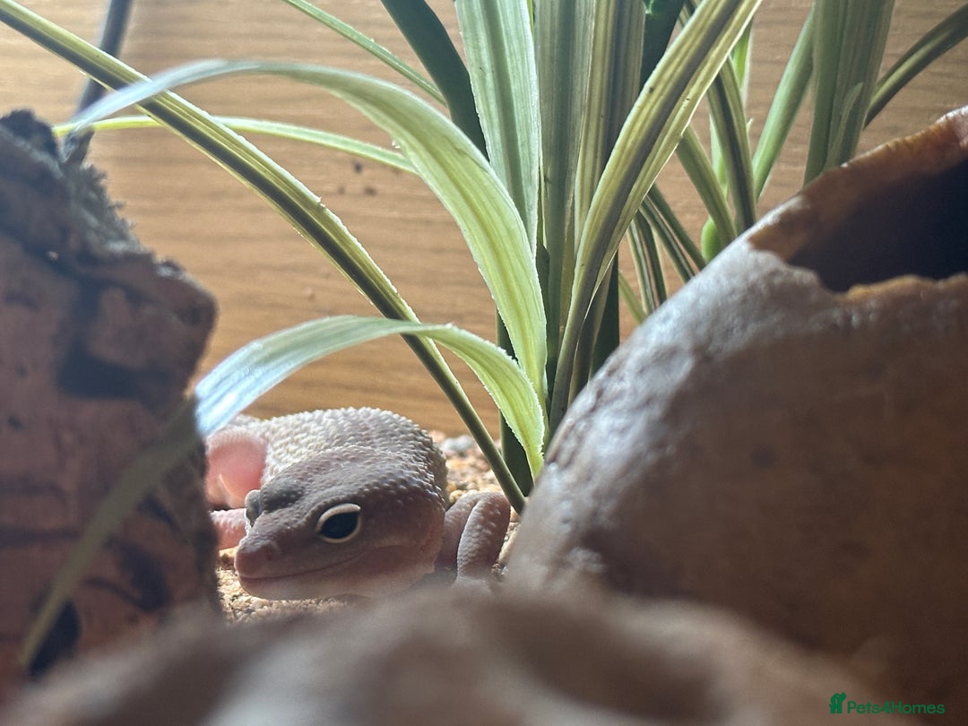 Leopard Gecko reptiles for sale: Rex - Blizzard Leopard Gecko - 1 Year Old - Advert 2