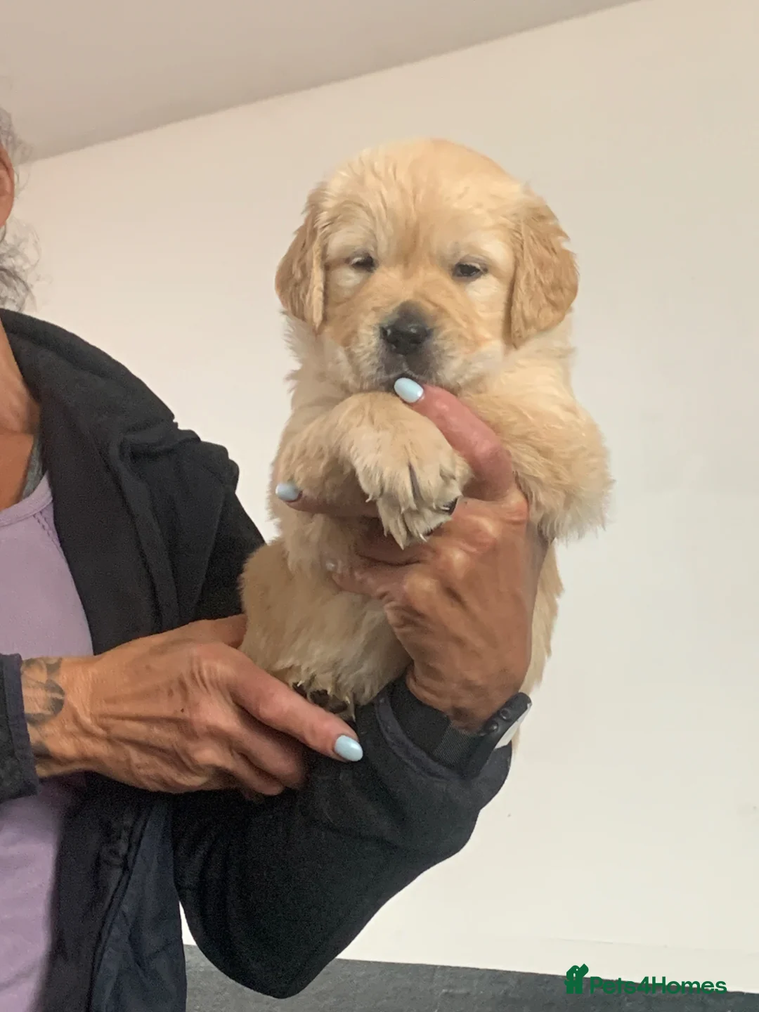 Golden Retriever dogs for sale: Golden Retriever Puppies for sale  - Advert 2