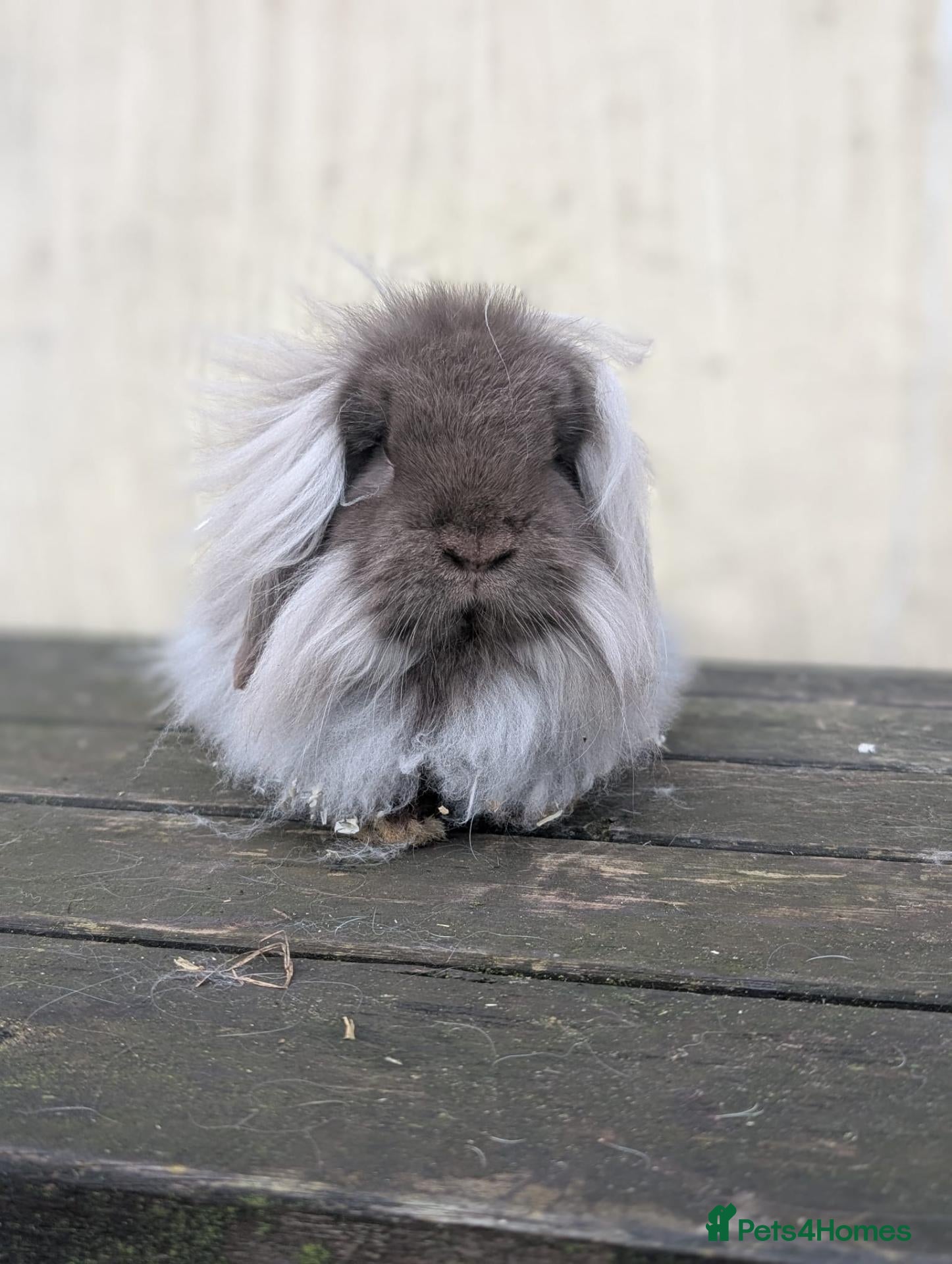 Mini Lion Lop rabbits for sale: Mini lion lops - Advert 1
