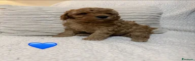 Cavapoo 2