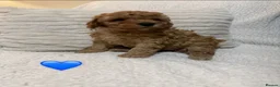 Cavapoo dogs for sale: Adorable Cavapoo Puppies For Sale in Norwich - Advert 4