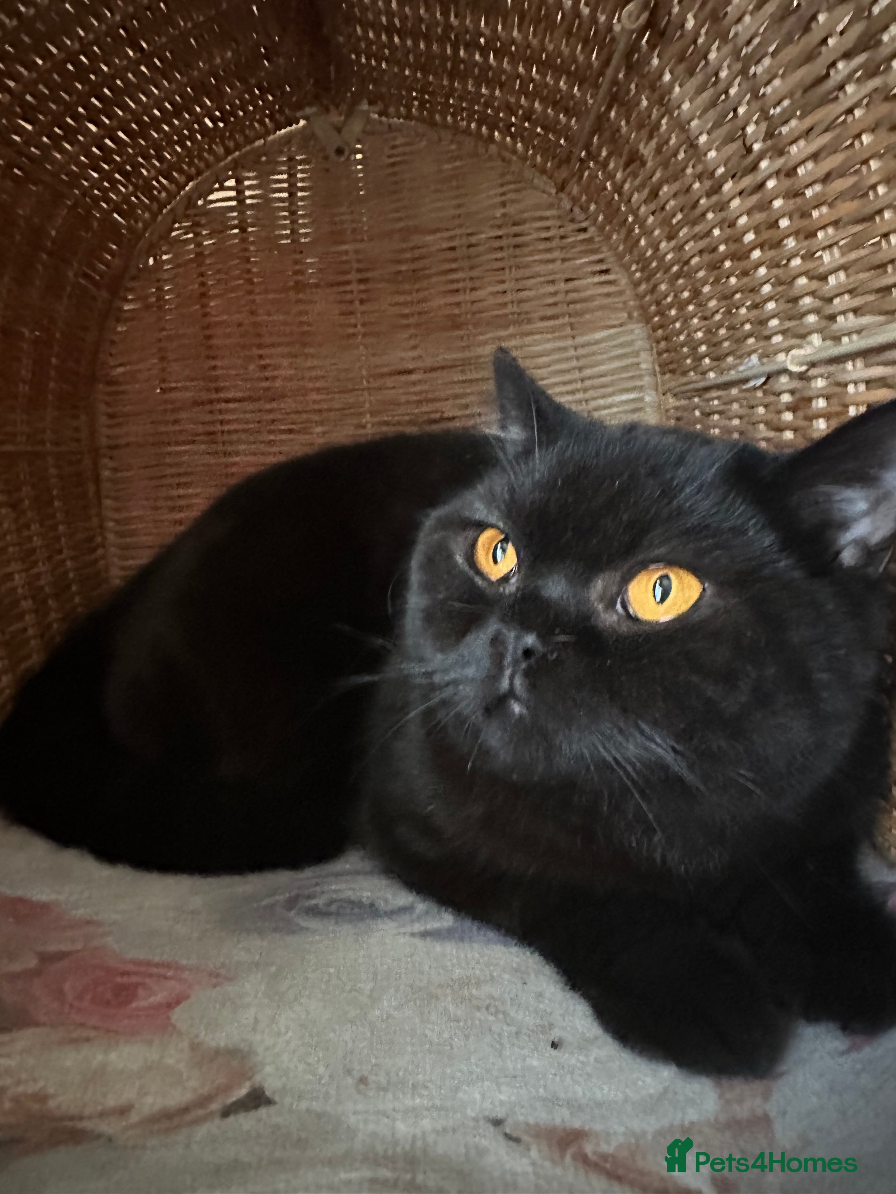 British Shorthair cats GCCF Registered British Short Hair Male  - Advert 14