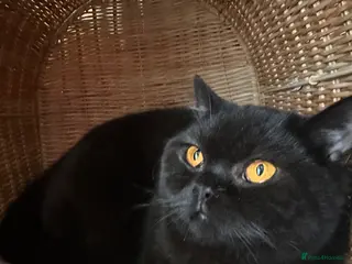 British Shorthair cats GCCF Registered British Short Hair Male - Advert 14