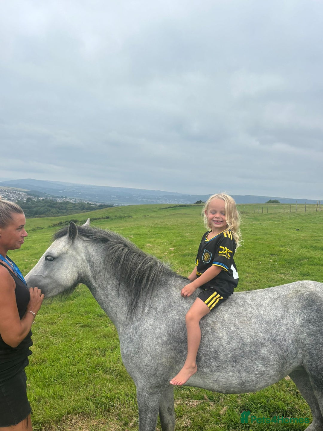 Other Breed horses for sale: Approximately 12.1 welsh partbred.  - Image 2