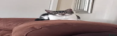Domestic Shorthair 2 Pepper