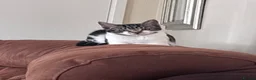 Domestic Shorthair cats for sale: 3 male kittens for sale - Advert 15