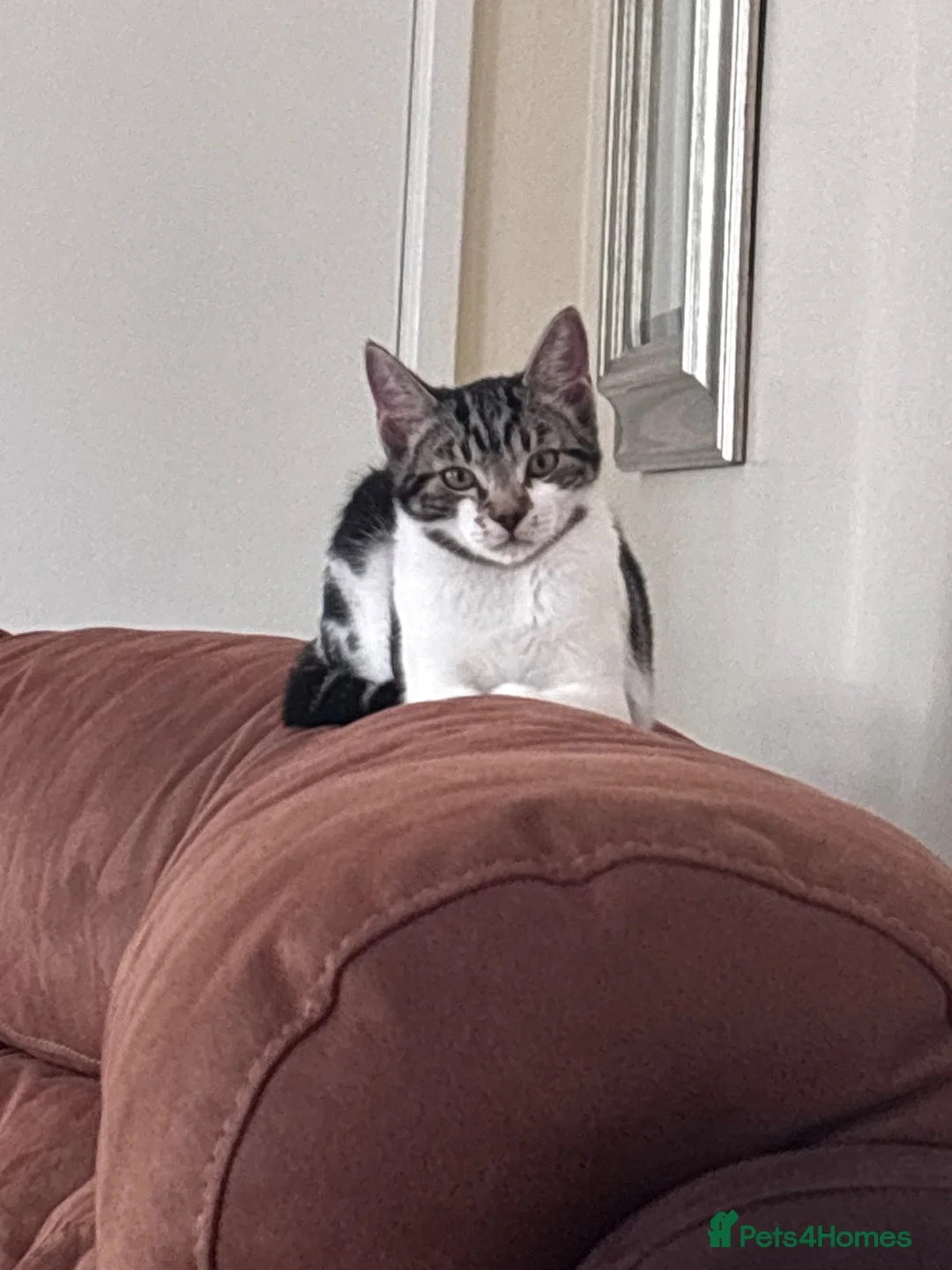 Domestic Shorthair cats for sale: 3 male kittens for sale - Advert 15