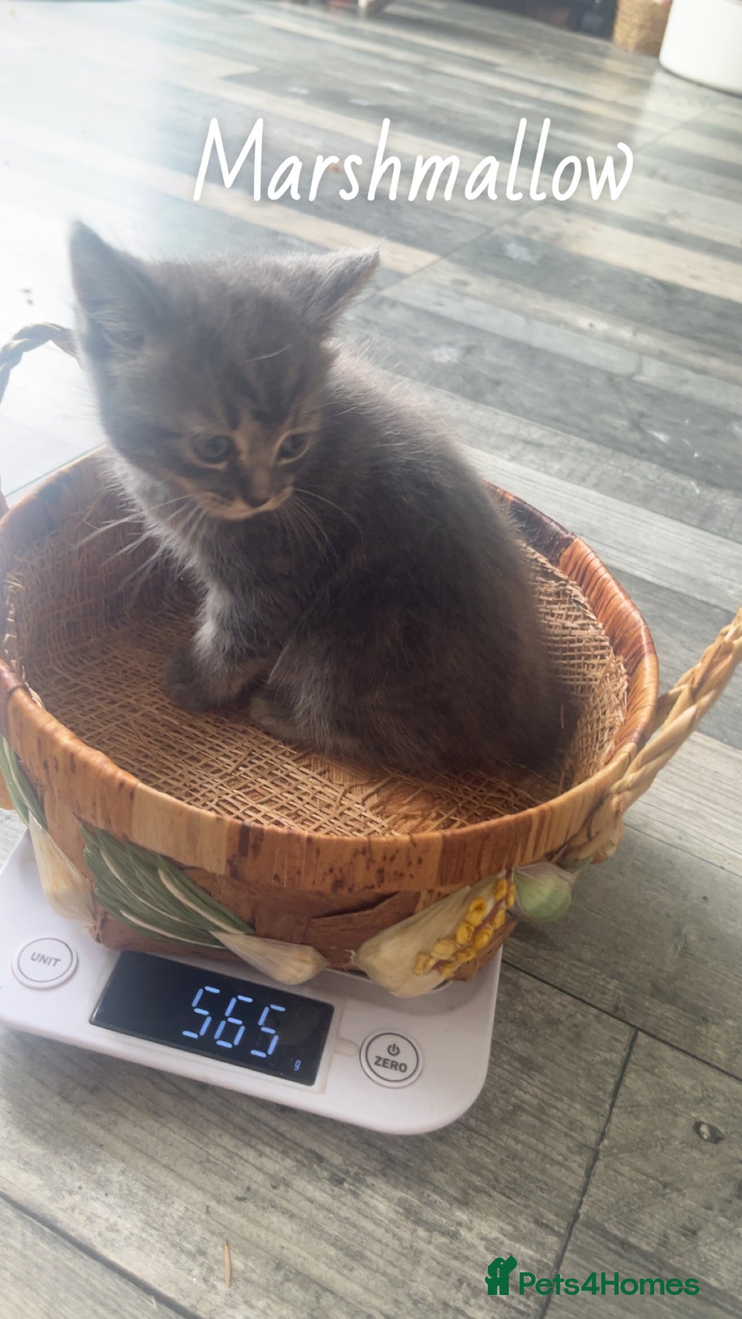 Mixed Breed cats for sale: Siamese/bsh domestic cross kittens  - Image 22