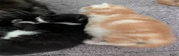 British Longhair cats for sale: 2 fluffy male kittens  in Wadhurst - Advert 5
