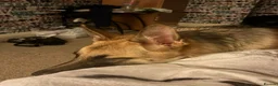 Golden Shepherd dogs for sale: German Shepherd/ Golden Shepherd 11 month old  - Advert 16