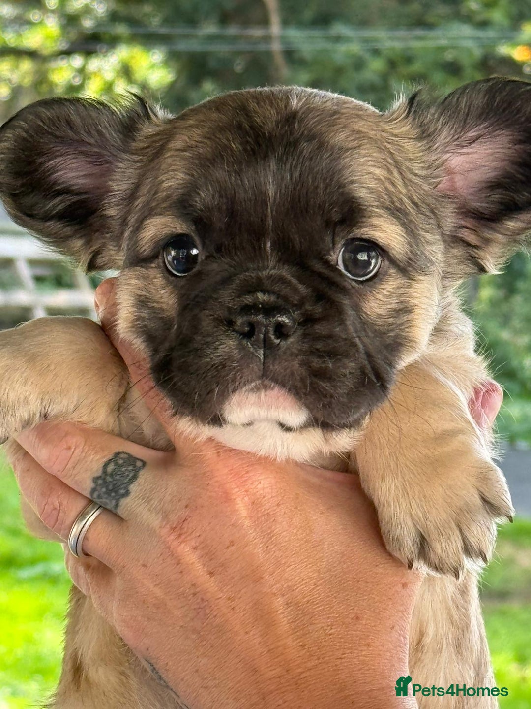 French Bulldog dogs for sale: Fluffy frenchie pups  - Image 5