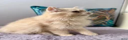 British Longhair cats for sale: Champion lines Golden British Longhairs - Advert 12