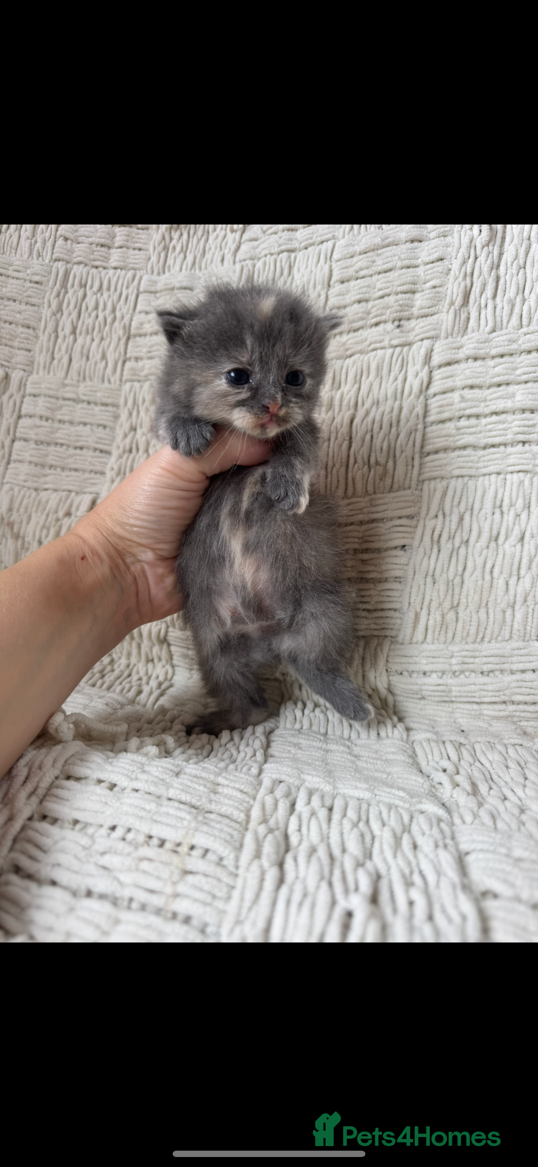 Mixed Breed cats for sale: Beautiful kittens For sale  - Image 3