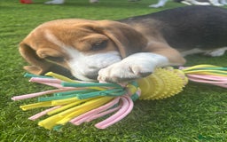 Beagle dogs for sale: KC registered Beagle puppies ⭐Ready to leave now⭐️ - Image 2