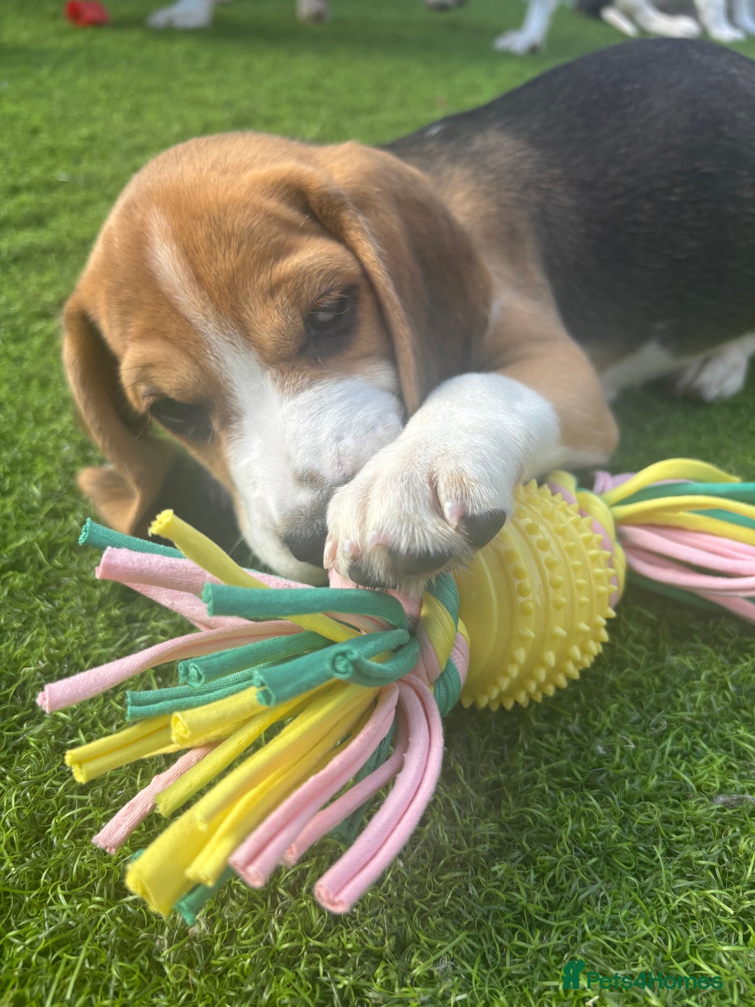Beagle dogs for sale: KC registered Beagle puppies ⭐Ready to leave now⭐️ - Image 2