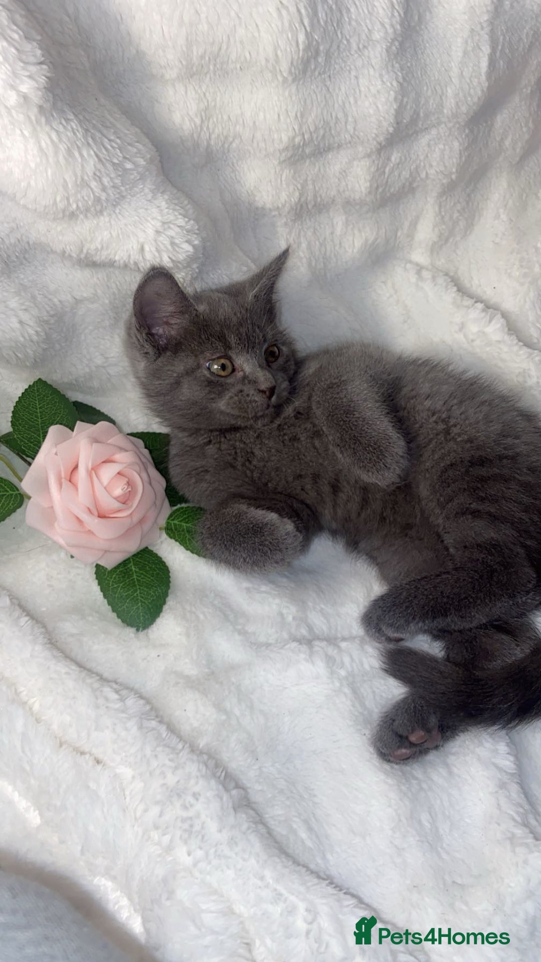 British Shorthair cats for sale: Cute British shorthair x sypnx kitten  - Advert 4