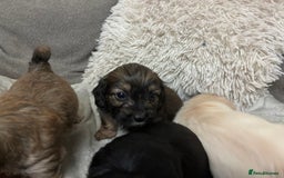 Mixed Breed dogs for sale: Adorable Cockerchons Fluffy, Low-Shed Wonders! - Image 7