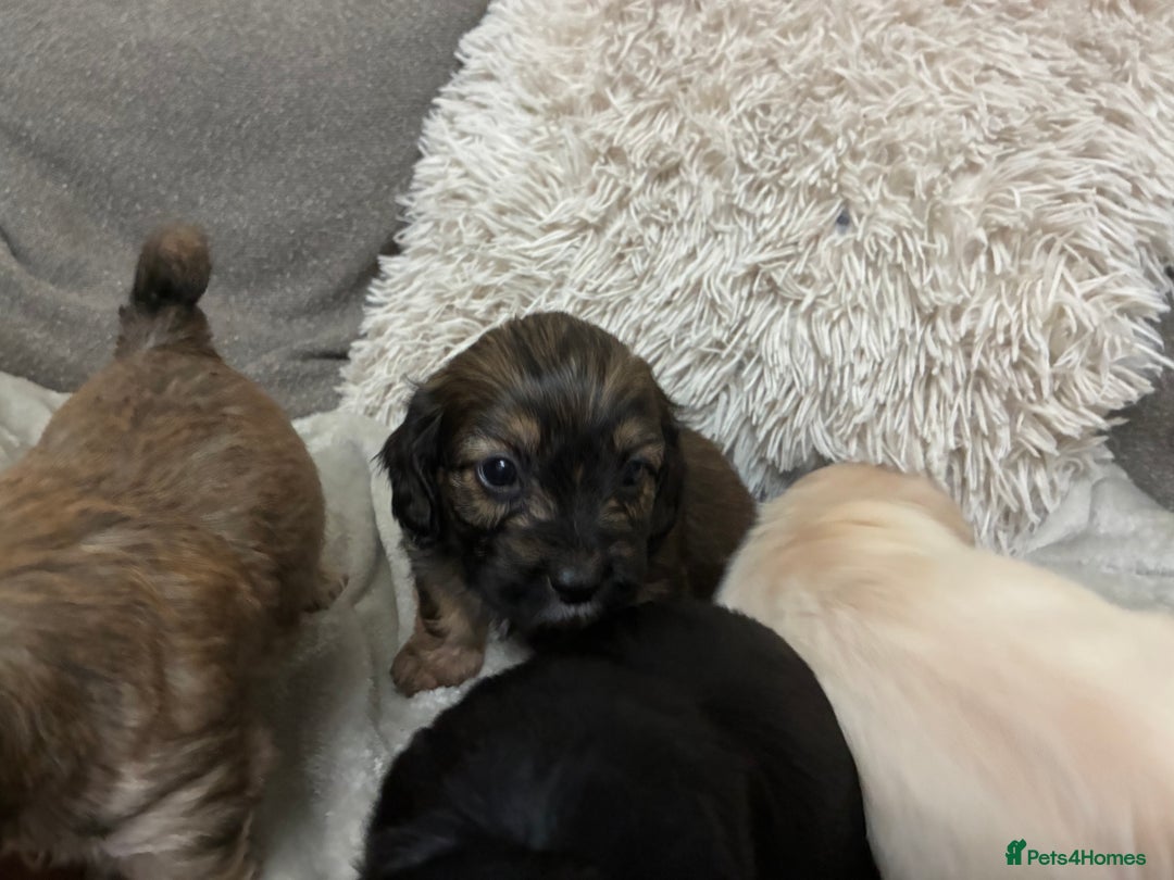 Mixed Breed dogs for sale: Adorable Cockerchons Fluffy, Low-Shed Wonders! - Image 7