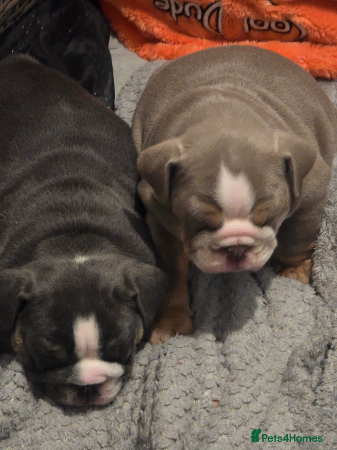 English Bulldog dogs for sale: English bulldog girls - Advert 4