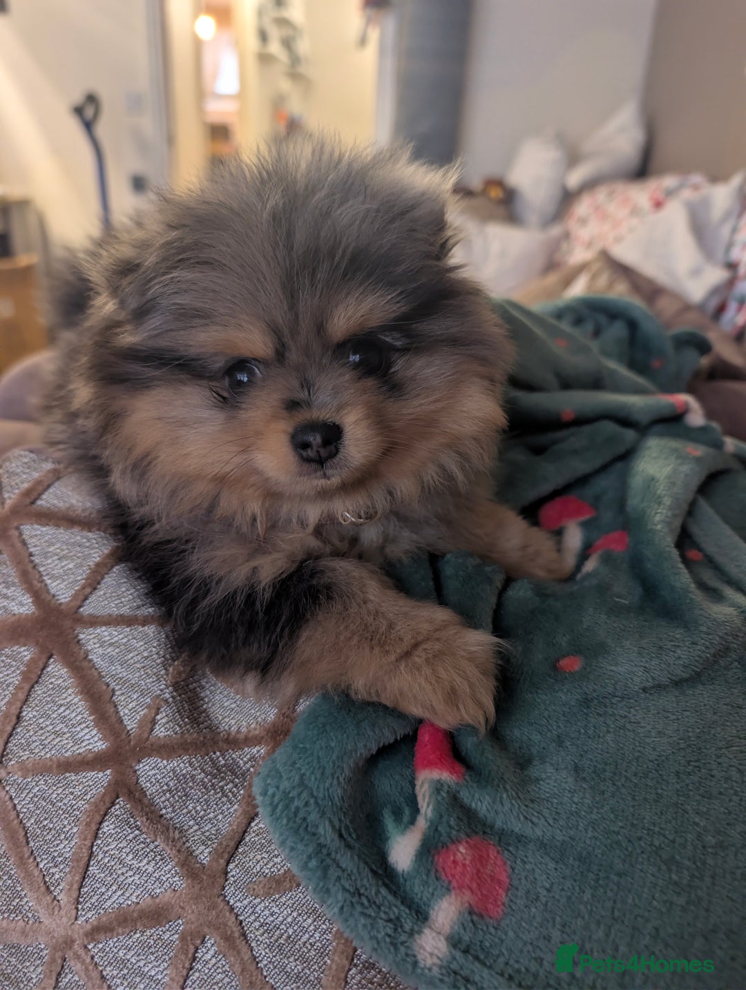 Pomeranian dogs for sale: Pomeranian girl puppy  - Advert 2