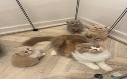 British Shorthair cats for sale:  🦁 Stunning Registered BSH /BLH Champion Lines 🦁 - Image 11